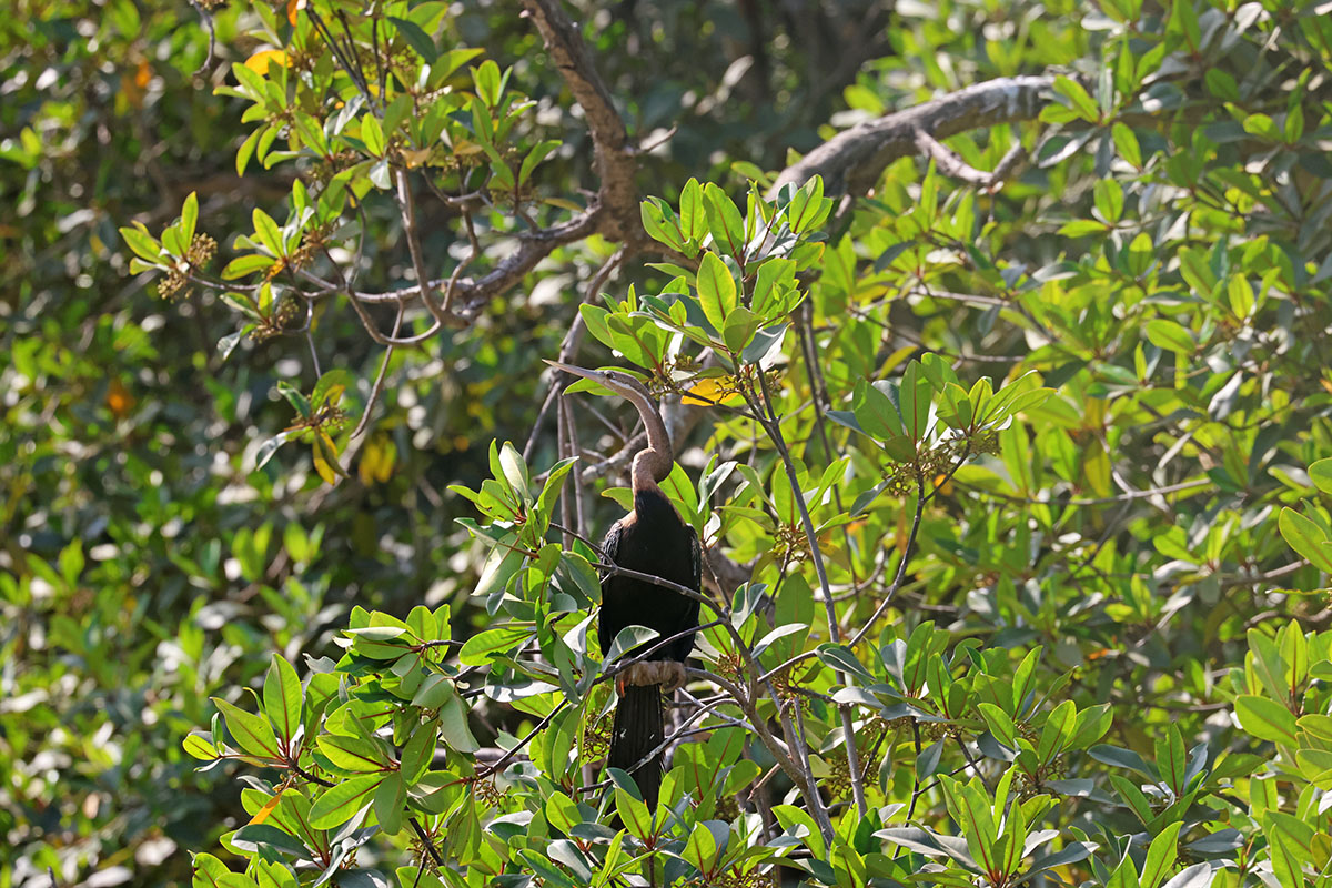 African Darter